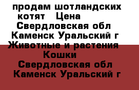 продам шотландских котят › Цена ­ 3 500 - Свердловская обл., Каменск-Уральский г. Животные и растения » Кошки   . Свердловская обл.,Каменск-Уральский г.